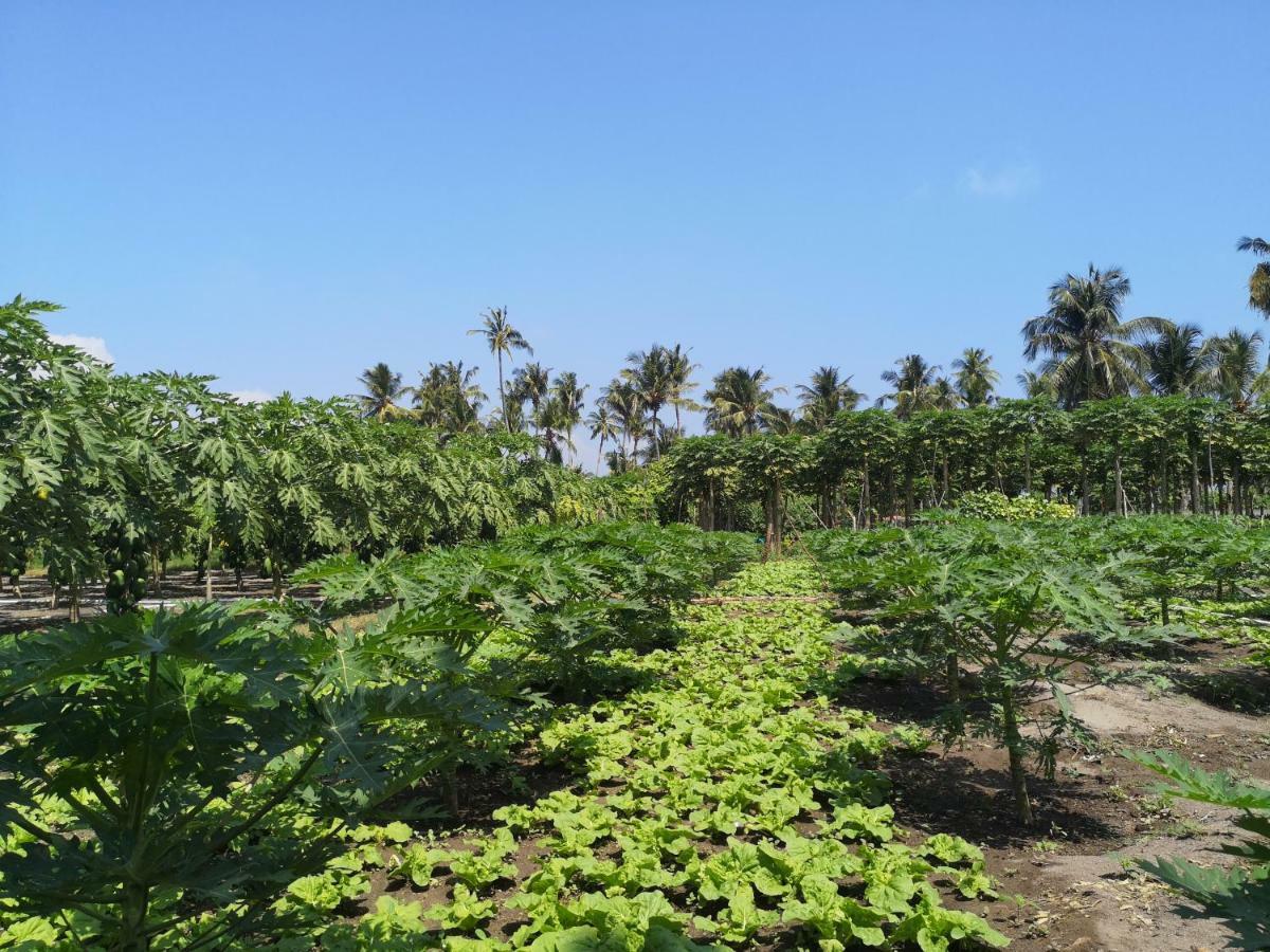 Thila Farm View Hotel Thoddoo Bagian luar foto